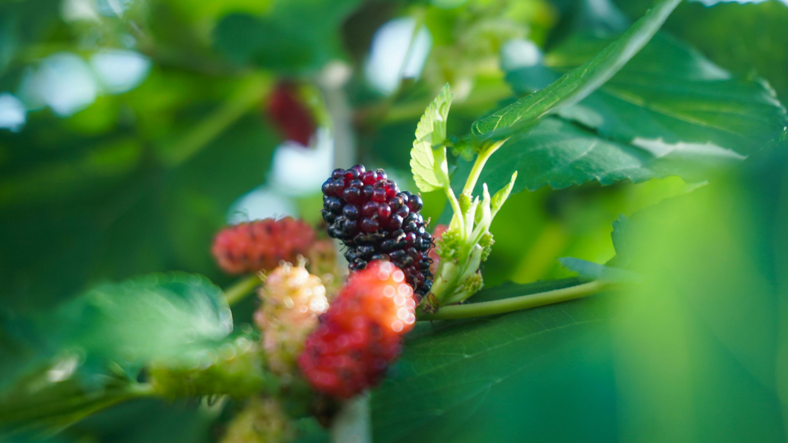 mulberries on green leaves