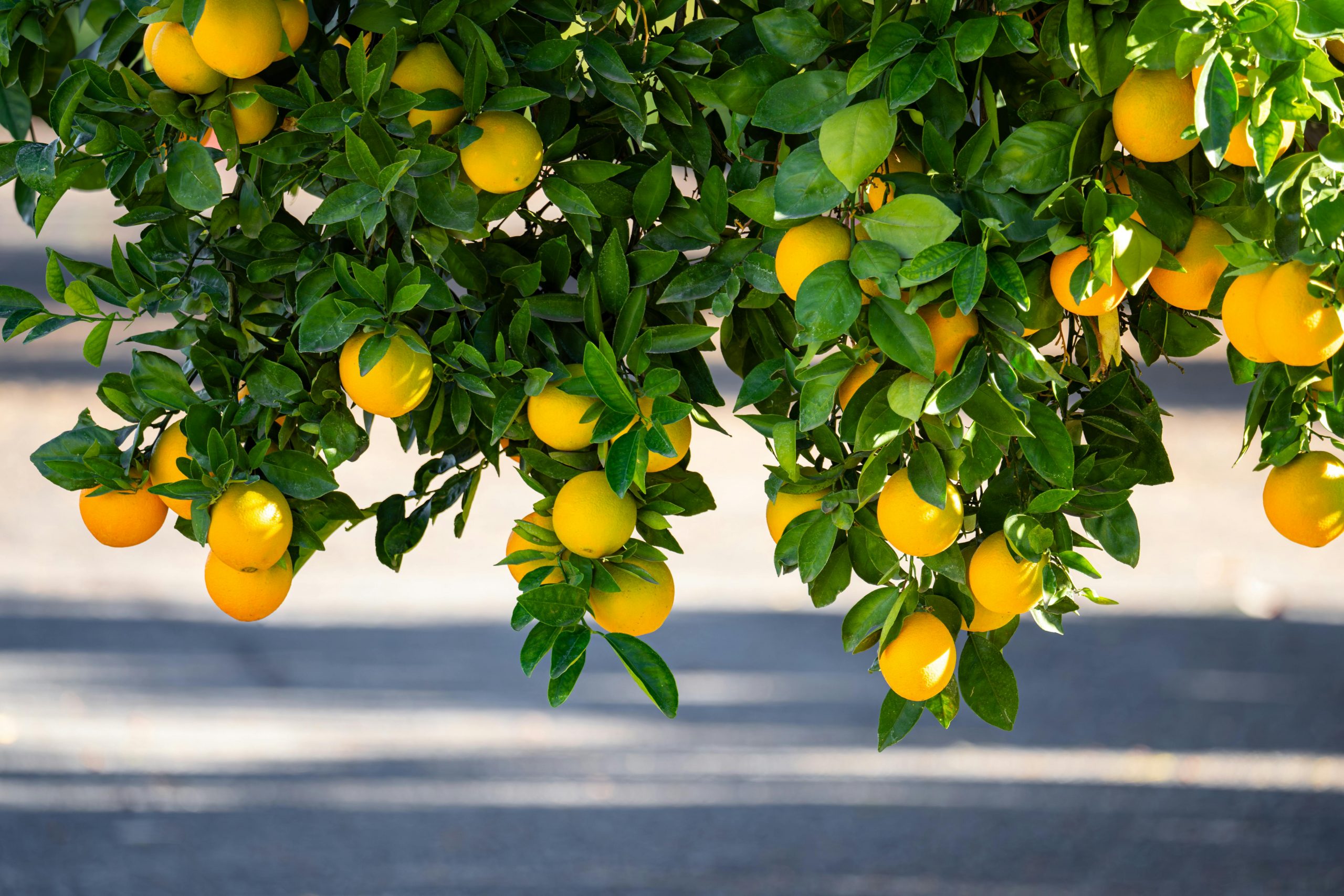 lemons hanging from a tree