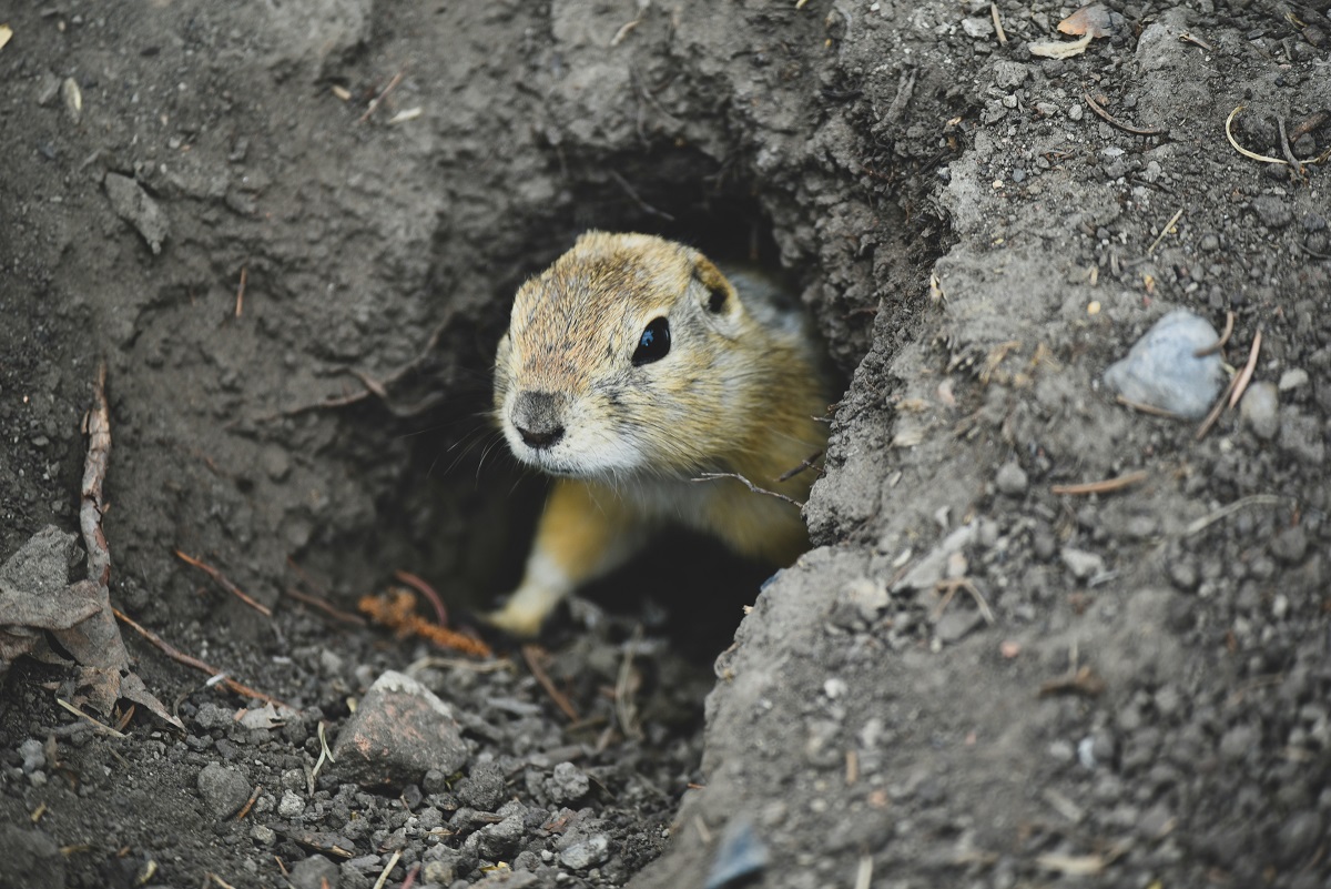 squirrel peeking from a burrow