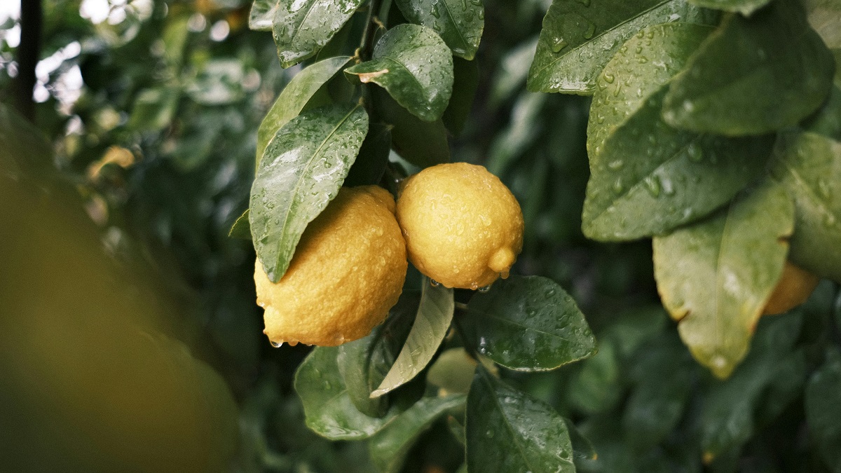 lemons with rain drops hanging from a tree