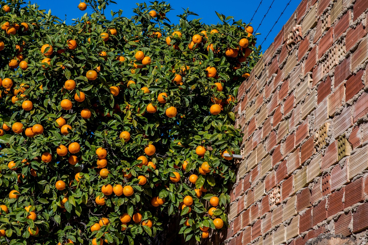 fruit tree against a brick wall