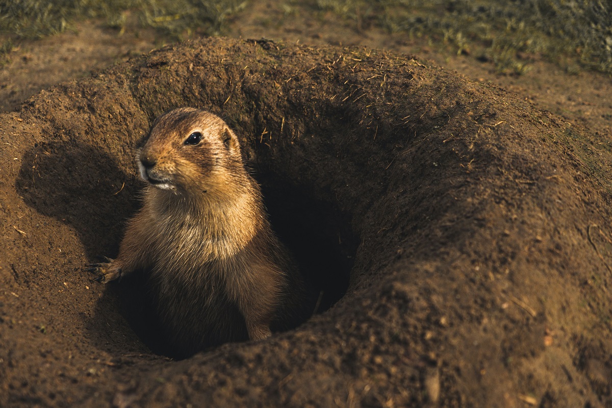beaver in the ground